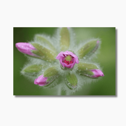 Soft pink geranium blooming in Albany, Western Australia — limited edition floral photography wall art print.