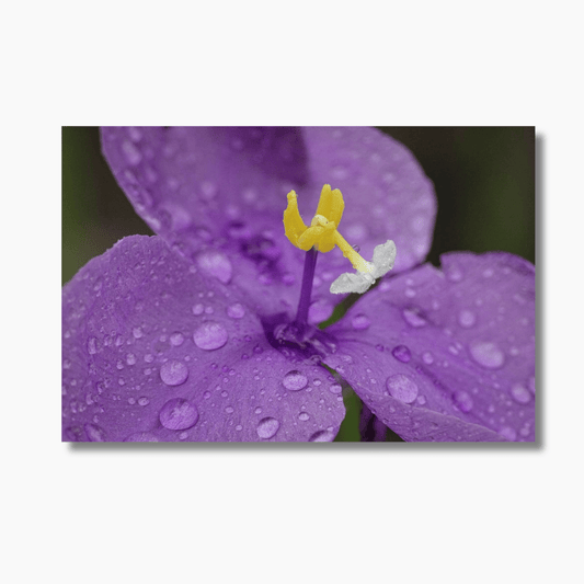 Rain-drenched spiderwort flower in Albany, WA — limited edition fine art floral photography wall art print.