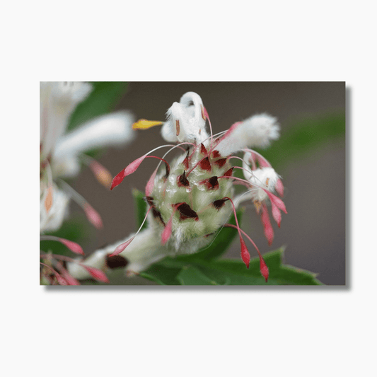 Close-up of white clover (trifolium) flowers in Albany, WA — limited edition botanical photography wall art print.
