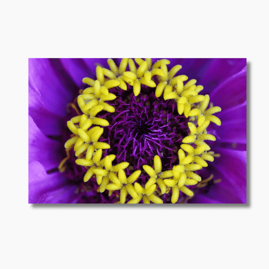 Vibrant zinnia flower photographed in Byron Bay, Australia — limited edition fine art floral photography print.