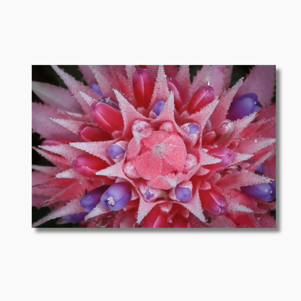 Aechmea fasciata (Silver Vase Plant) blooming in Hobart, Tasmania — limited edition botanical photography wall art print.