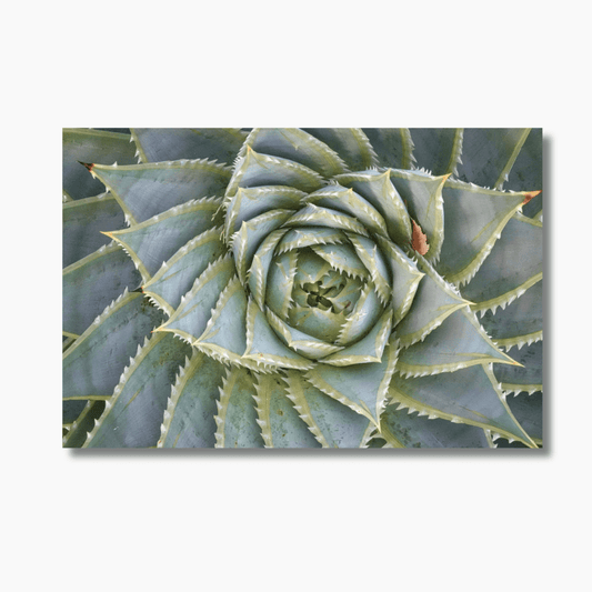 Symmetrical aloe plant photographed in Hobart, Australia — limited edition botanical photography wall art print.