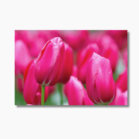 Vibrant pink tulips blooming in Lake Como, Italy — limited edition floral photography wall art print.