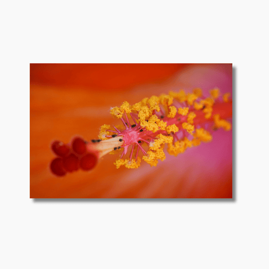 Blooming hibiscus flower photographed in Queensland — limited edition floral wall art print from the Colours of Joy collection.