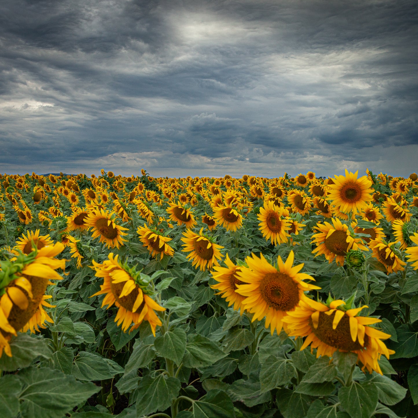 The 12th - Open Edition