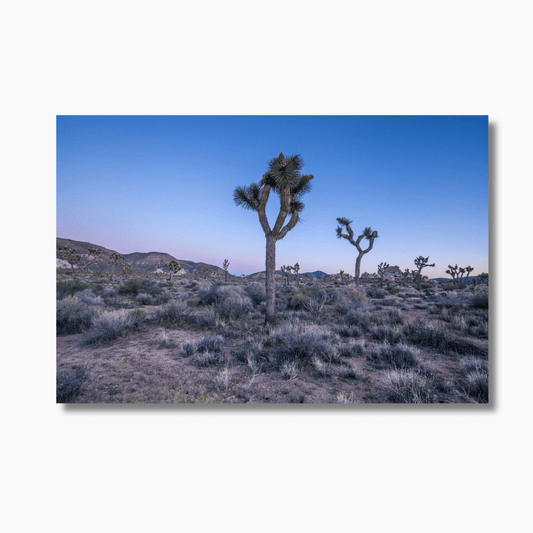 Joshua Tree silhouettes at sunset in the Mojave Desert, limited edition wall art print with warm tones and dramatic lighting.