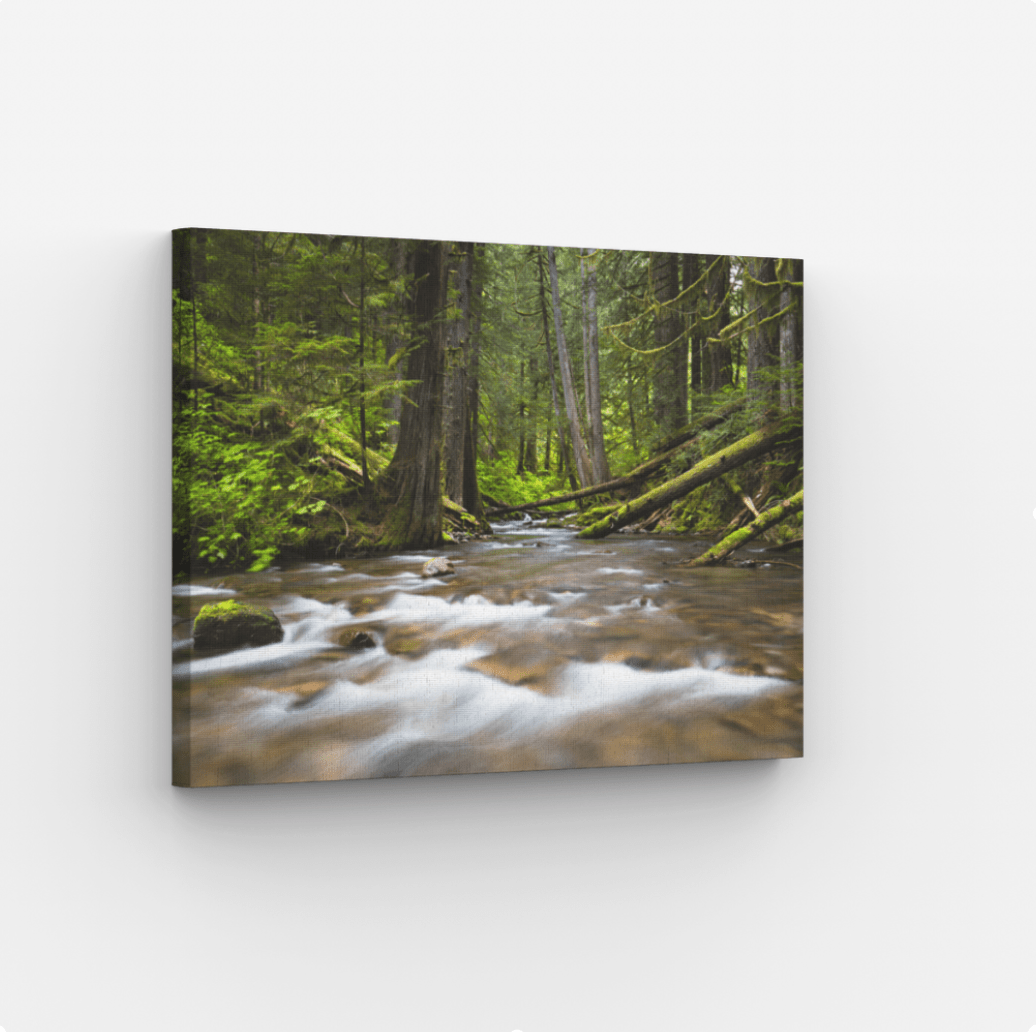 Panther Creek Falls in Washington State, cascading waterfall surrounded by lush green forest.