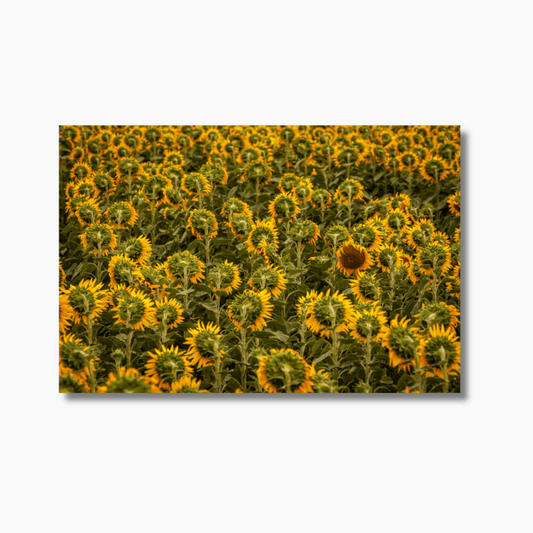 Nature photography fine art print of a single sunflower in a field, showcasing its vibrant petals against a soft background.