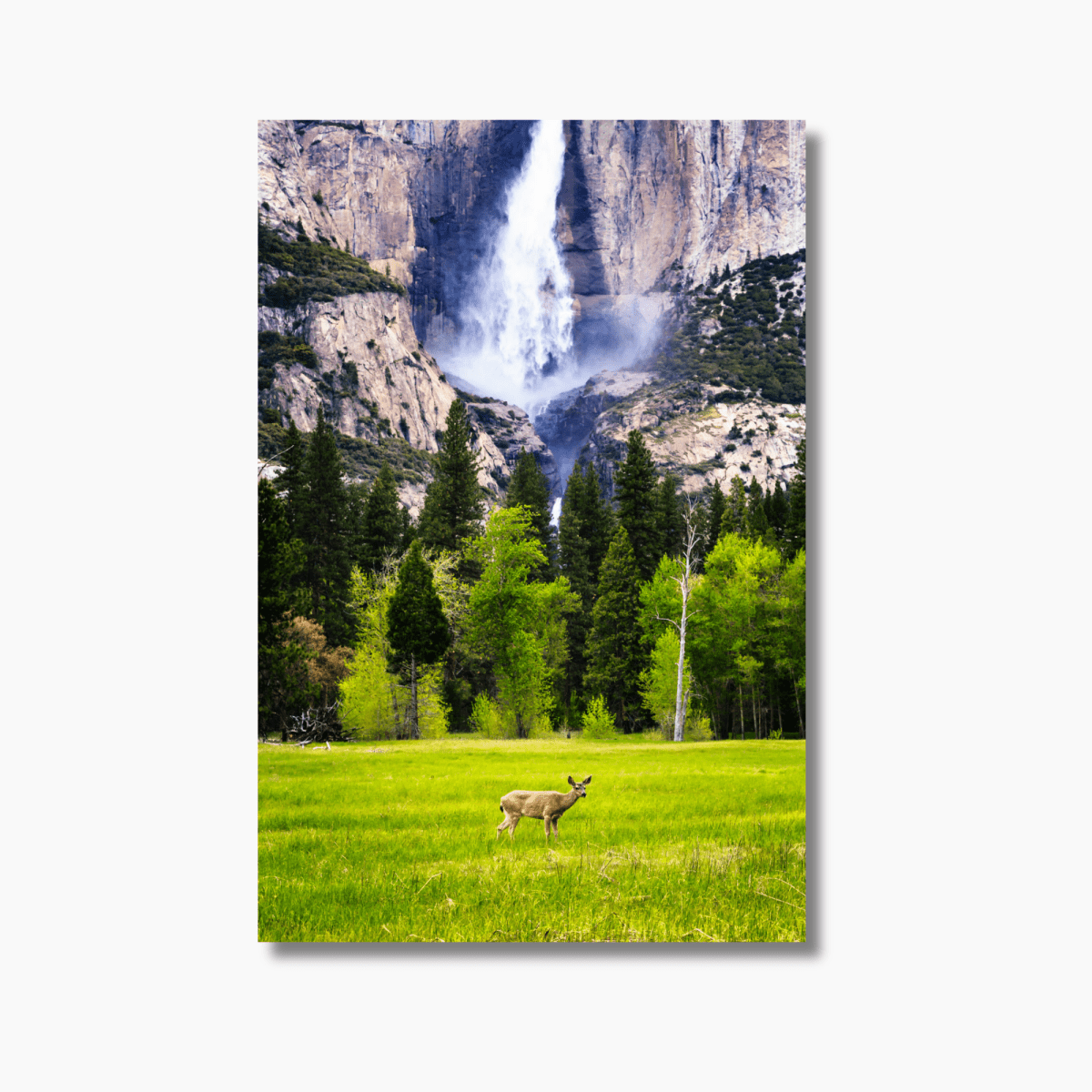 Fine art photograph of a deer standing peacefully in front of Yosemite Falls in Yosemite National Park.